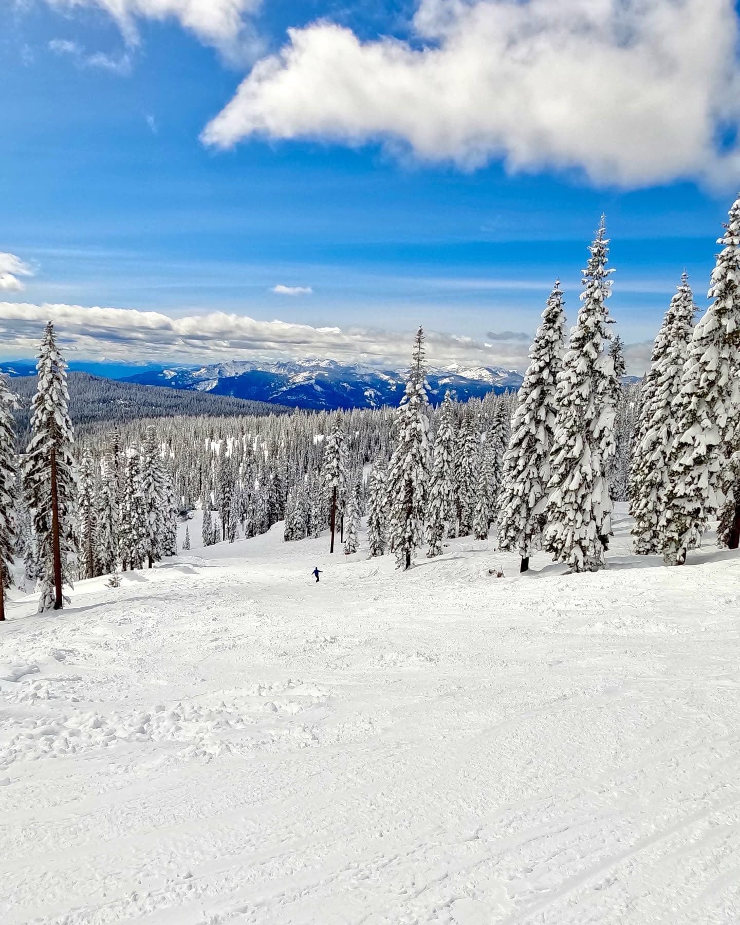 Mt Shasta Ski Park photo 3