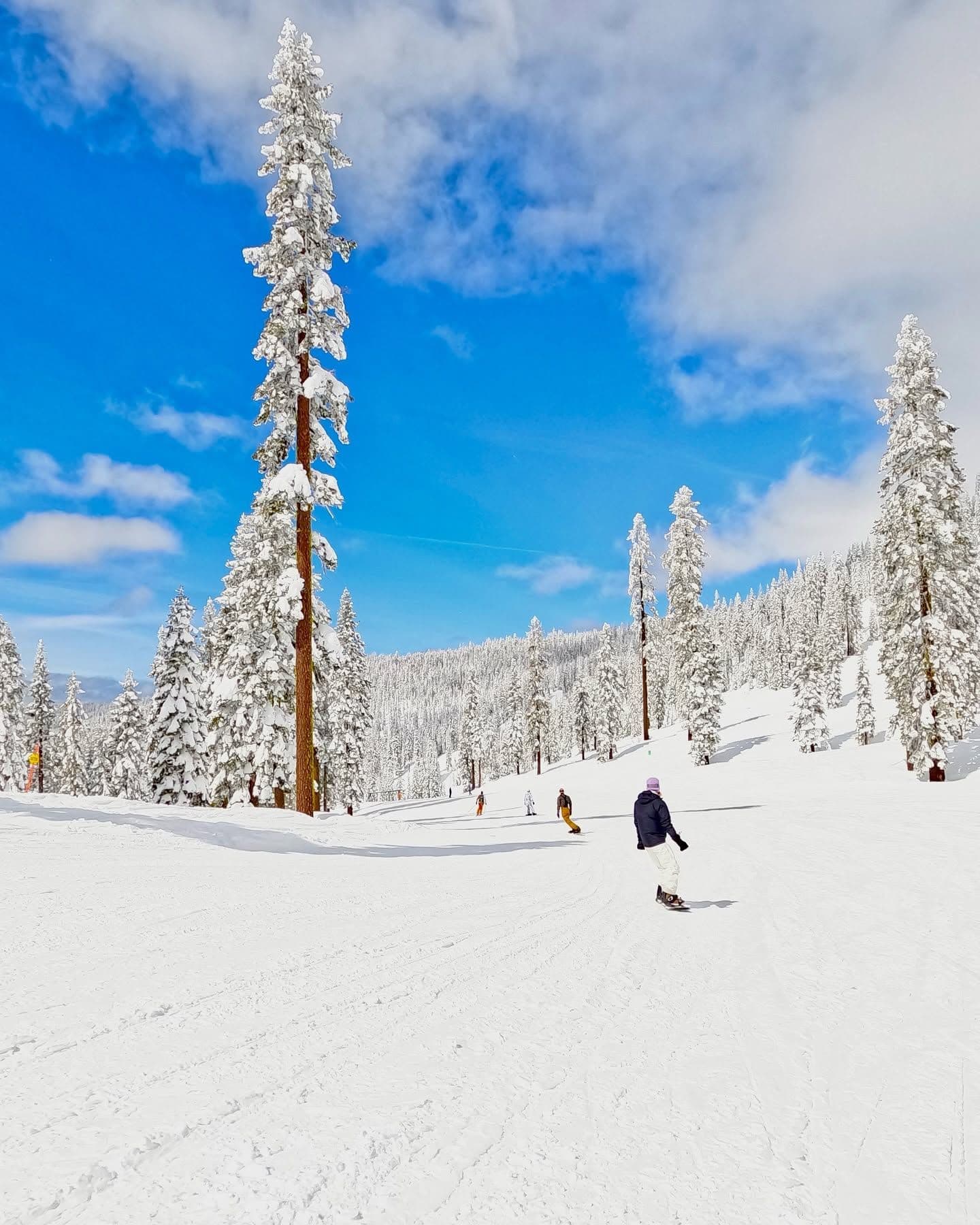 Mt Shasta Ski Park photo 2