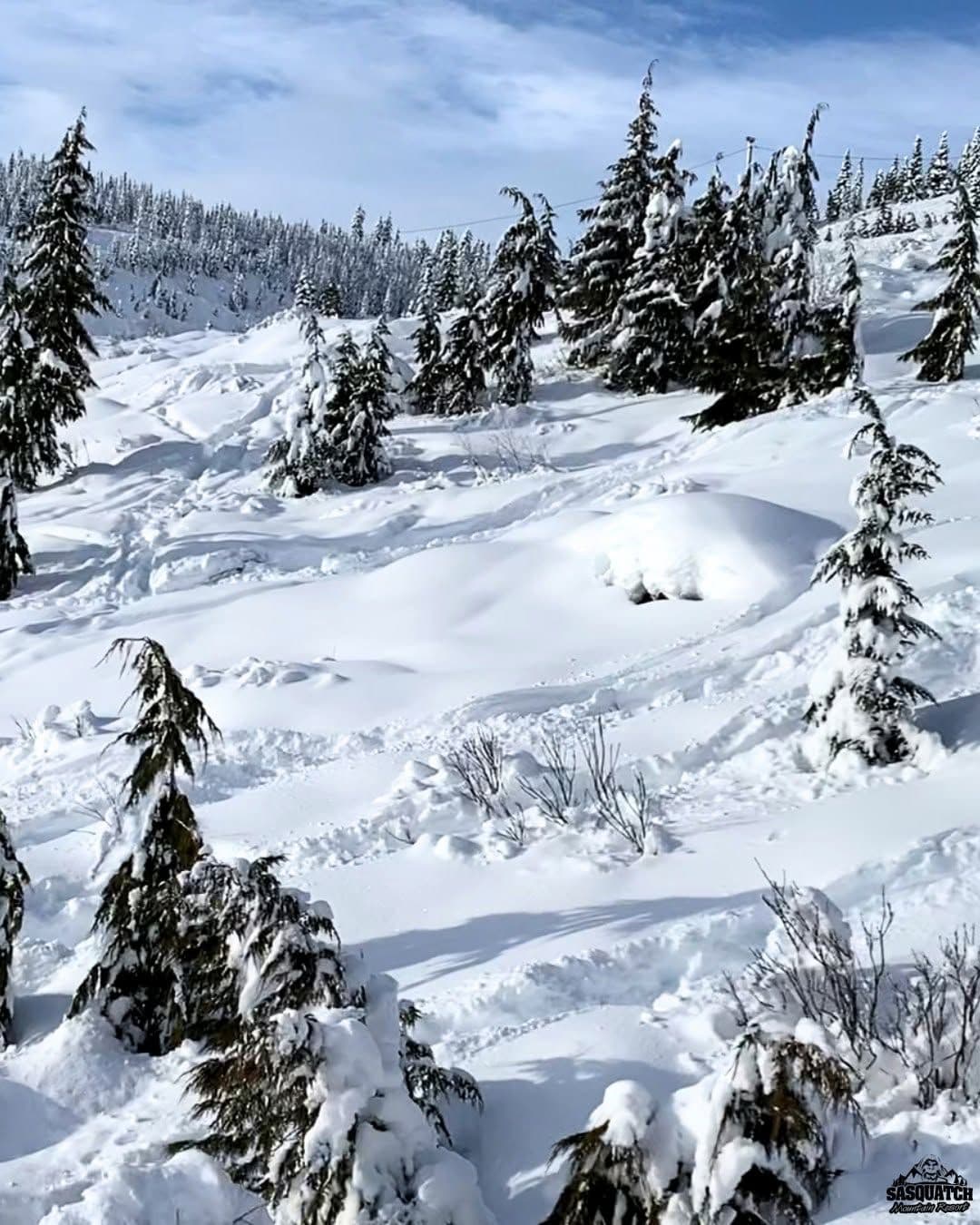 Sasquatch photo 6