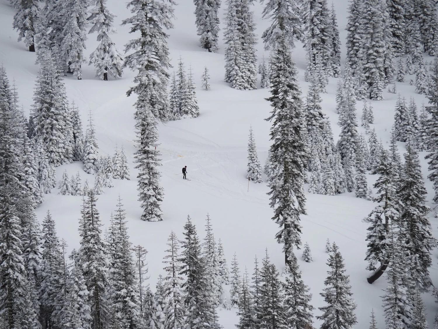 Mt Shasta Ski Park photo 9