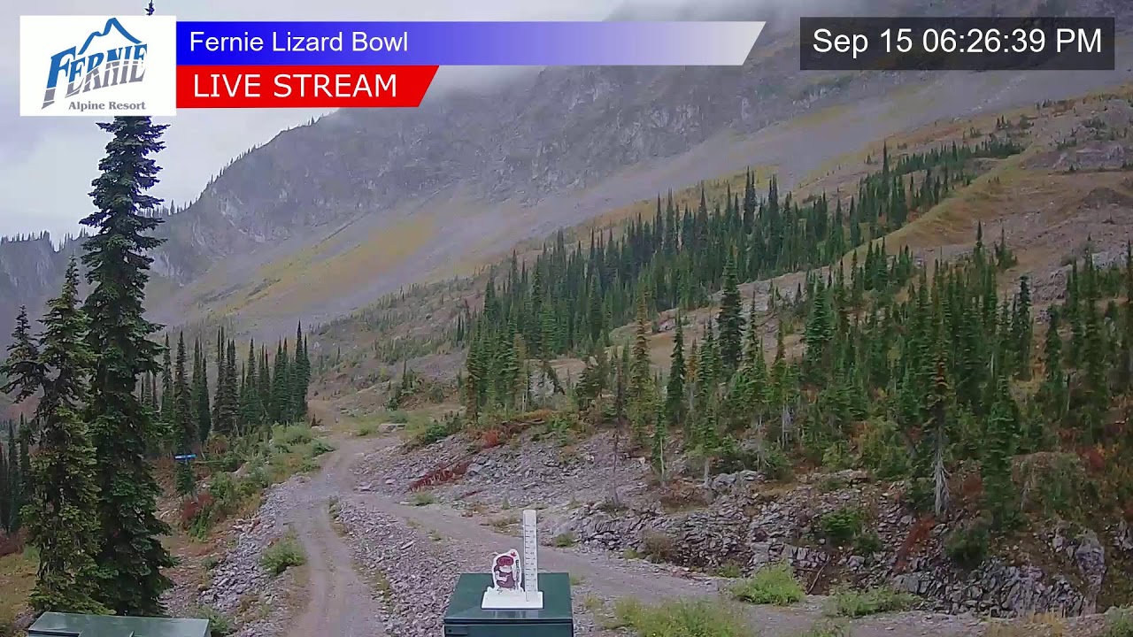 Lizard Cam