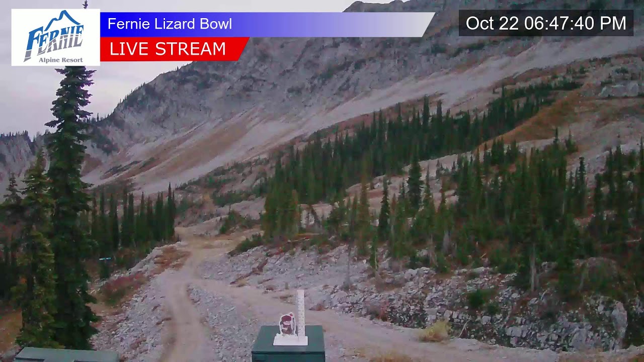 Lizard Cam