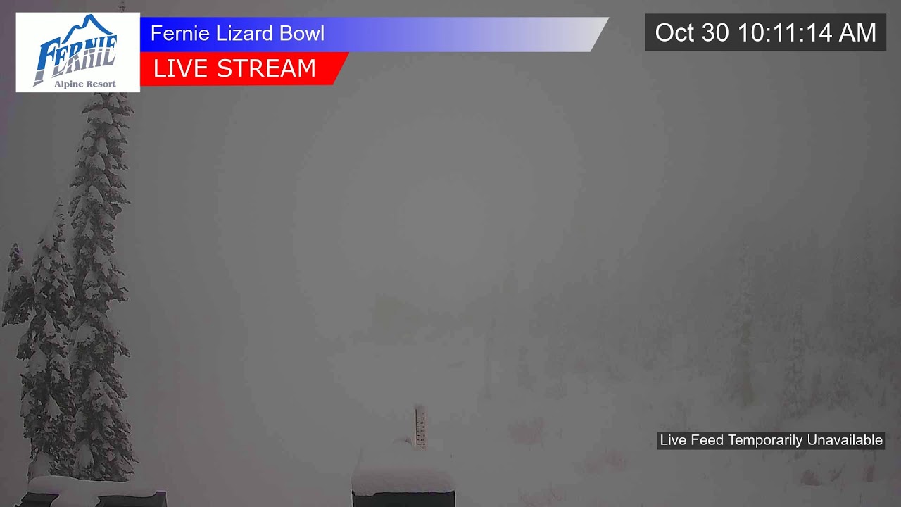 Lizard Cam
